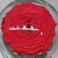 A FOREVER ROSE in a glass dome / Ενα ΔΙΑΤΗΤΗΜΕΝΟ ΤΡΙΑΝΤΑΦΥΛΛΟ μεσα σε θολωτή γυάλα
